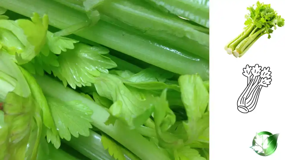 Supplier evaluation for Frozen Fried Celery should cover specification, packaging, supporting records, logistics, and complete delivered expense.